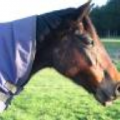 Mary The Horse