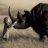 Rhino